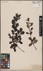 Foto von Salix aurita L.